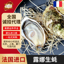 法国金珍珠露娜刺身生蚝高端食材生鲜酒店餐厅鲜活海鲜贝类生蚝