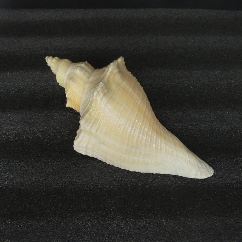 小长香螺标本收藏螺 自然海螺贝壳长香螺 23-34cm长香螺大海螺