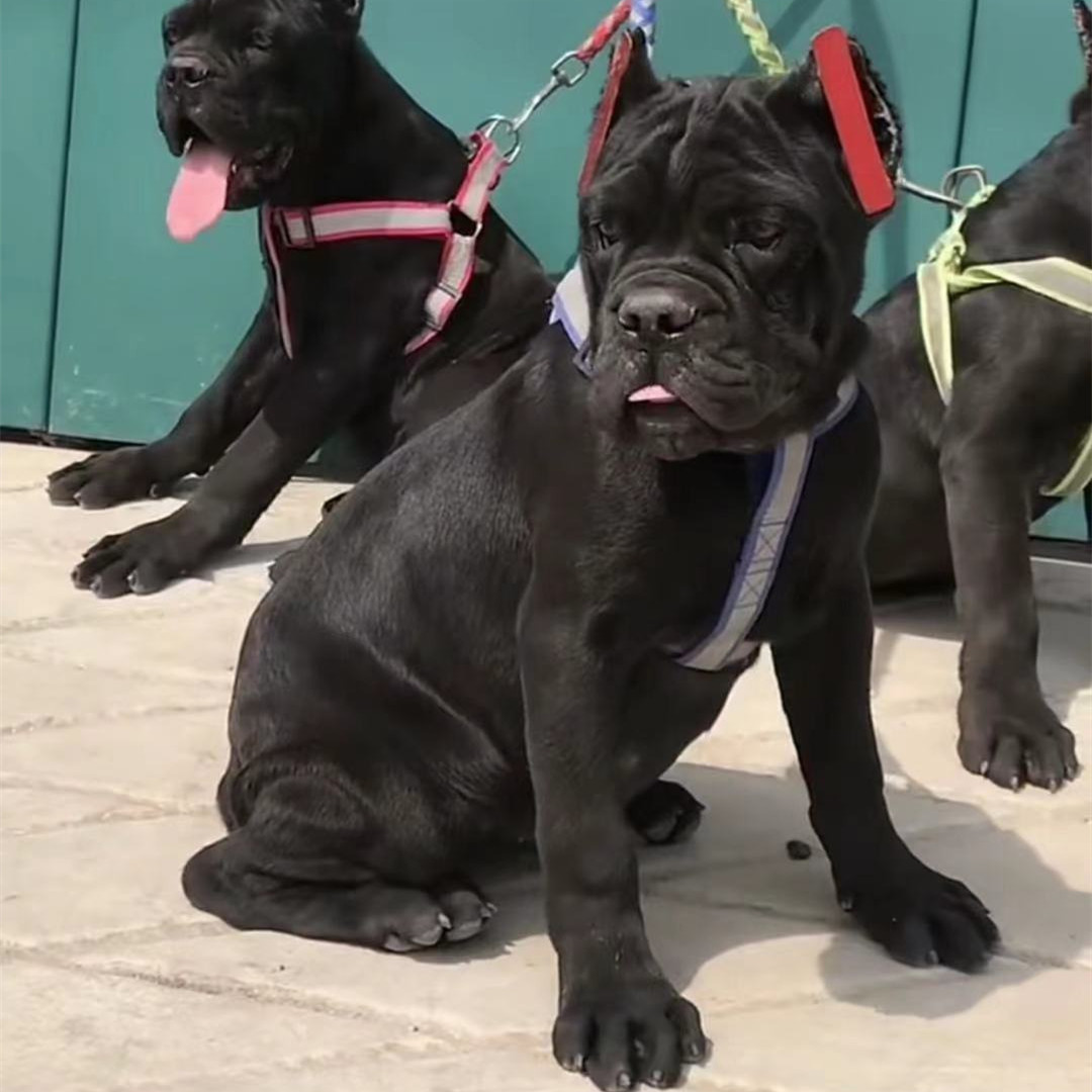 出售纯 种卡斯罗幼犬 护卫犬家养看家狗卡斯罗价格 有