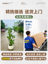 网红孟加拉榕盆栽大型绿植黄金榕高山榕树室内客厅落地橡皮面包树