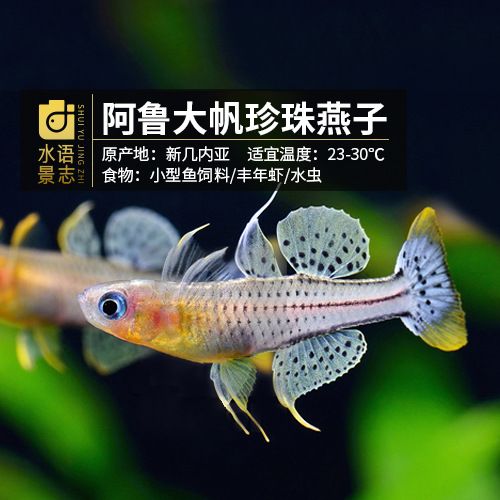 阿鲁珍珠燕子鱼活体草缸配色群游鱼群游观赏观赏鱼小型热带鱼批发