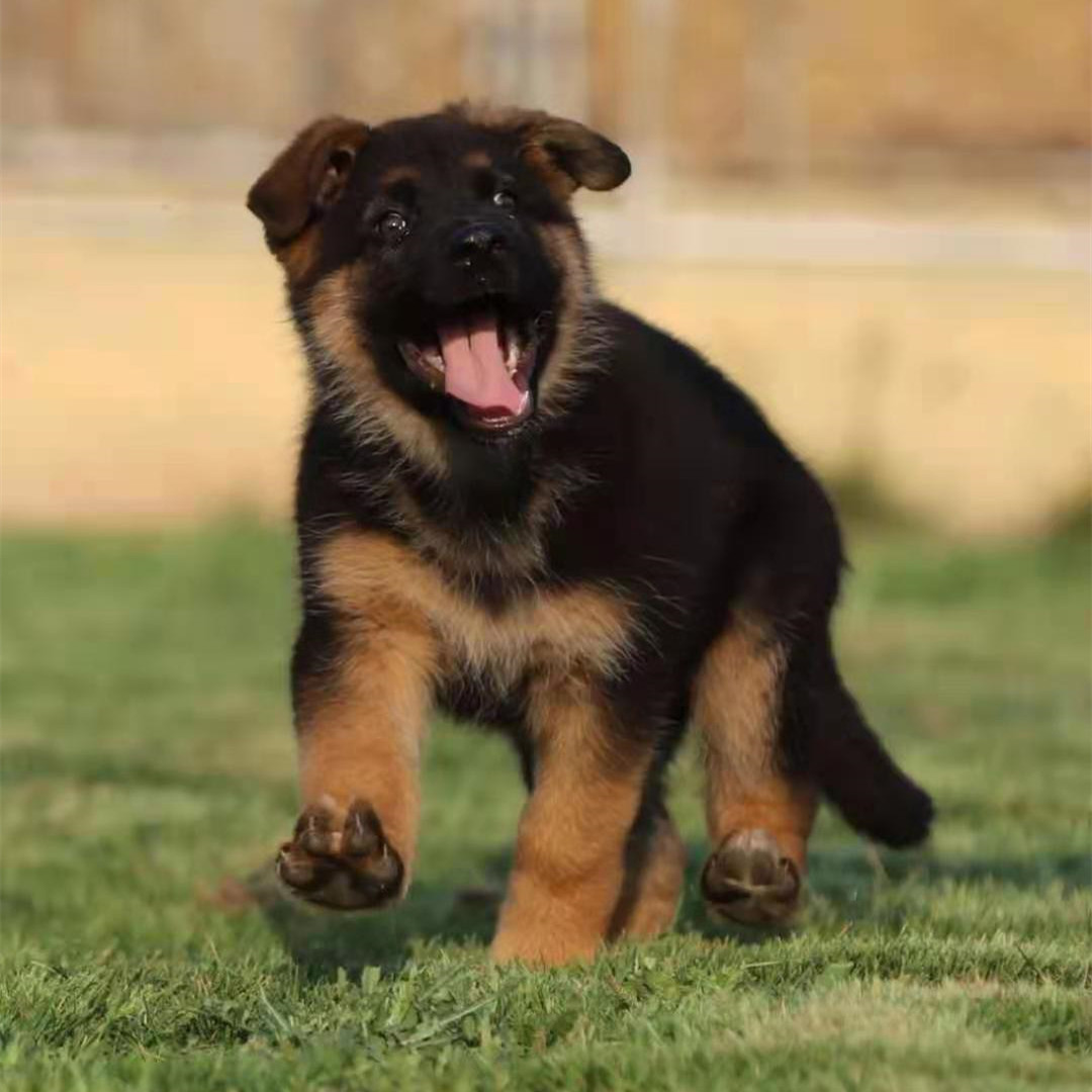纯种德国牧羊犬看家护院家养活体幼犬德牧大狼狗三个月多少一条