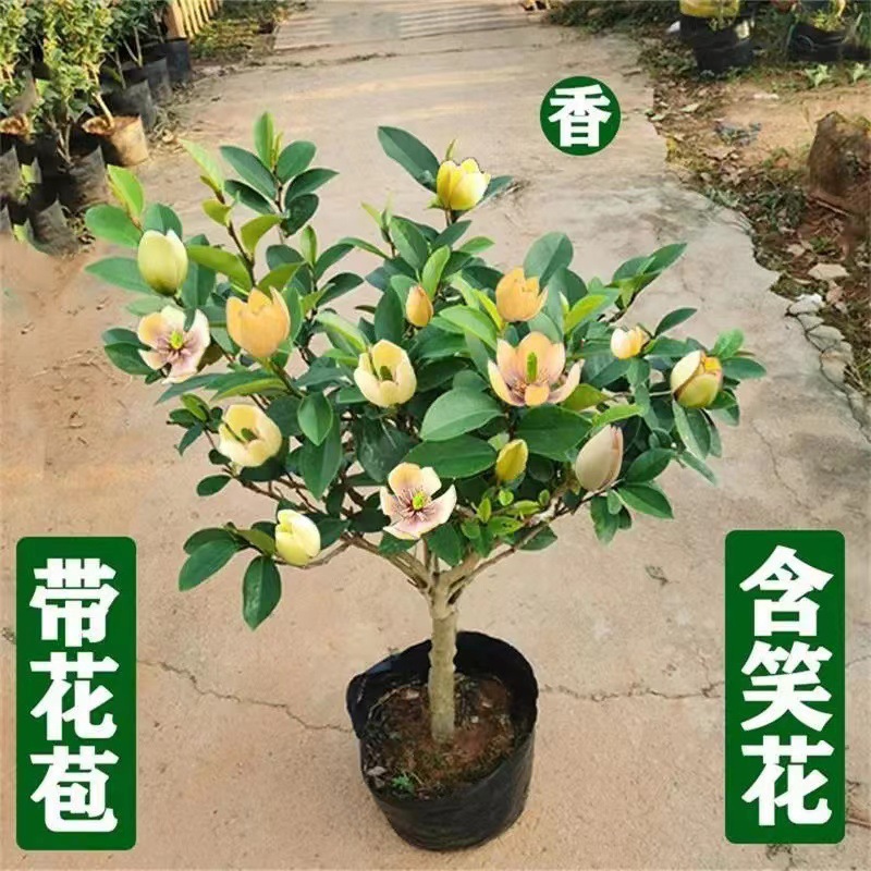含笑花盆栽树苗室内阳台浓香型带花苞香蕉花庭院四季开花耐寒植物