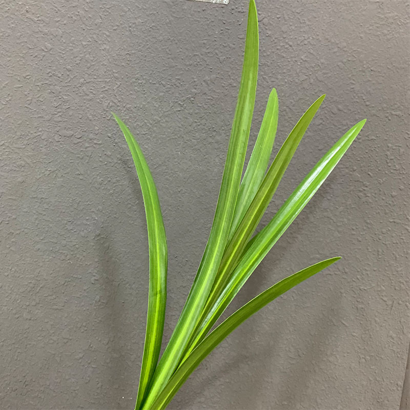 7叶兰花草植物墙配材仿真蕙兰叶酒店民宿盆景装饰剑兰亚马逊货源