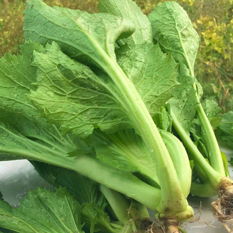 大肉甜芥菜种子包心芥菜四季播种客家芥种籽厂家批发四季蔬菜种子