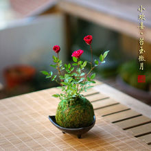 带花苞迷你超微型月季玫瑰姬月季苔玉苔藓球阳台窗台桌面绿植花卉