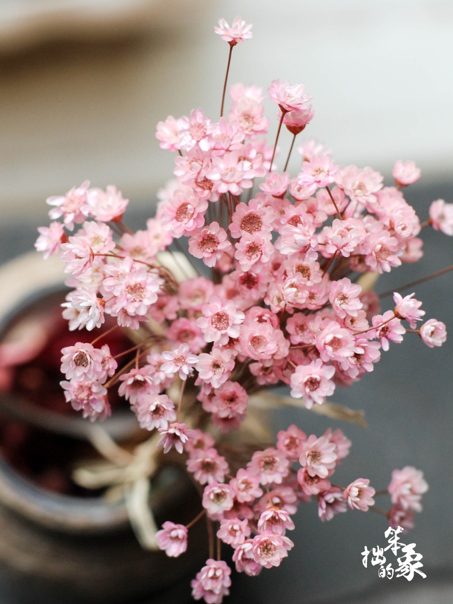 巴西小星花迷你小雏菊干花花束真花风干满天星干花装饰网红花