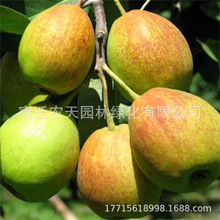 库尔勒红啤梨树苗鸭梨树嫁接苗早酥红梨苗南北方种植盆栽当年结果