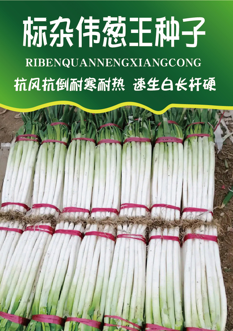 海宸标杂伟葱王大葱种子 白长铁杆抗倒抗冻山东大葱籽 厂家批发孑