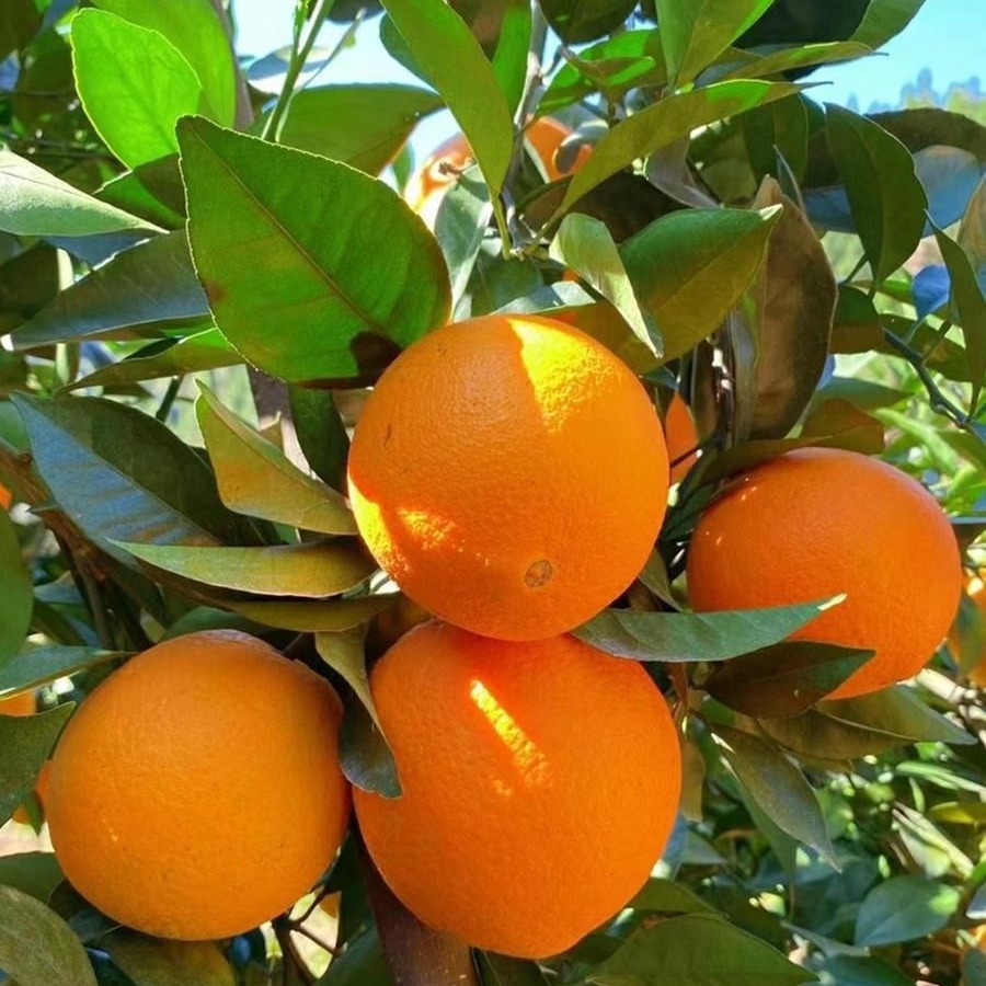 正宗江西赣南脐橙水果应当季现摘手剥甜橙子赣州10斤大果整箱包邮