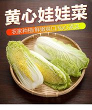 [现挖现发]河南娃娃菜新鲜蔬菜非白菜鲜嫩时令5斤装3-6颗农产