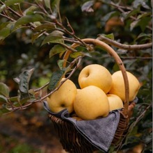 正宗烟台黄金维纳斯苹果4.5-5斤水果整箱一件代发批发