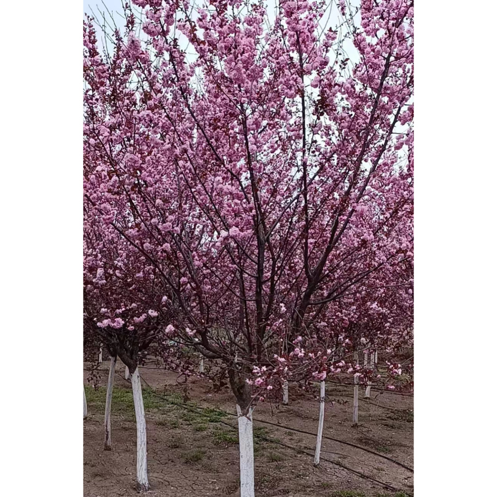 8-9公分独杆榆叶梅 道路绿化树 小区公园种植树 东北榆叶梅树