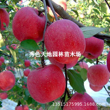 萌苹果树苗南北方庭院地栽盆栽种植矮化特大苹果嫁接苗当年结果
