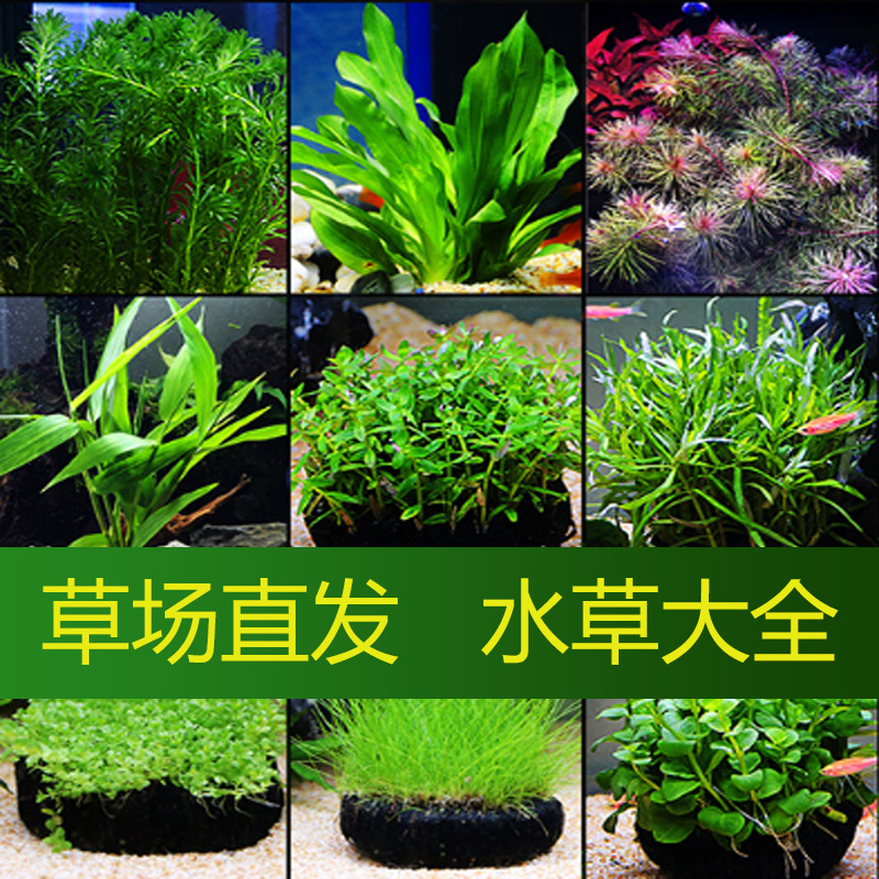 鱼缸水草植物活净水中后景淡水懒人真红波绿菊沉木造景装饰套餐