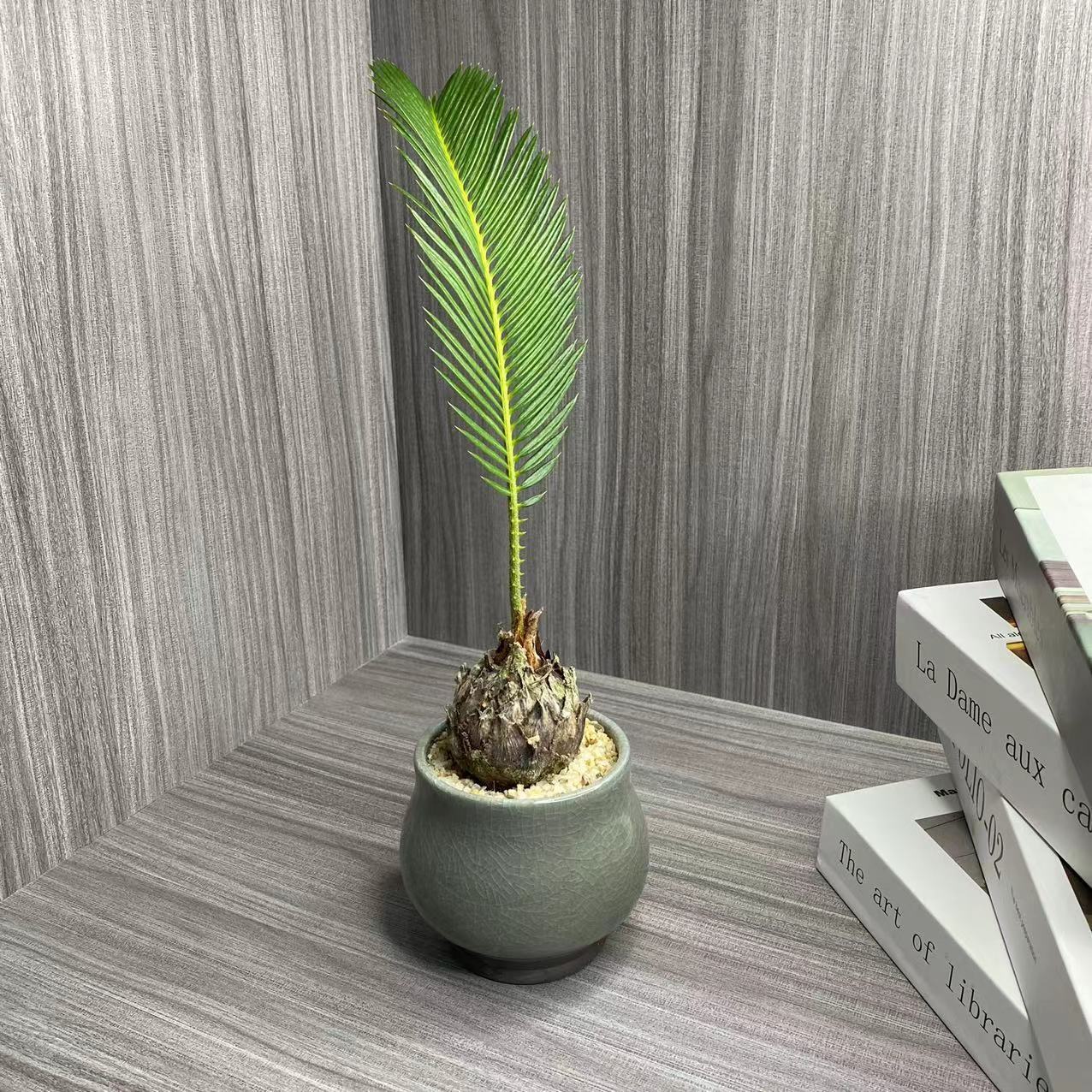 苏铁铁树盆栽网红绿植小苏铁四季常青耐寒耐旱招财镇宅防辐射盆景