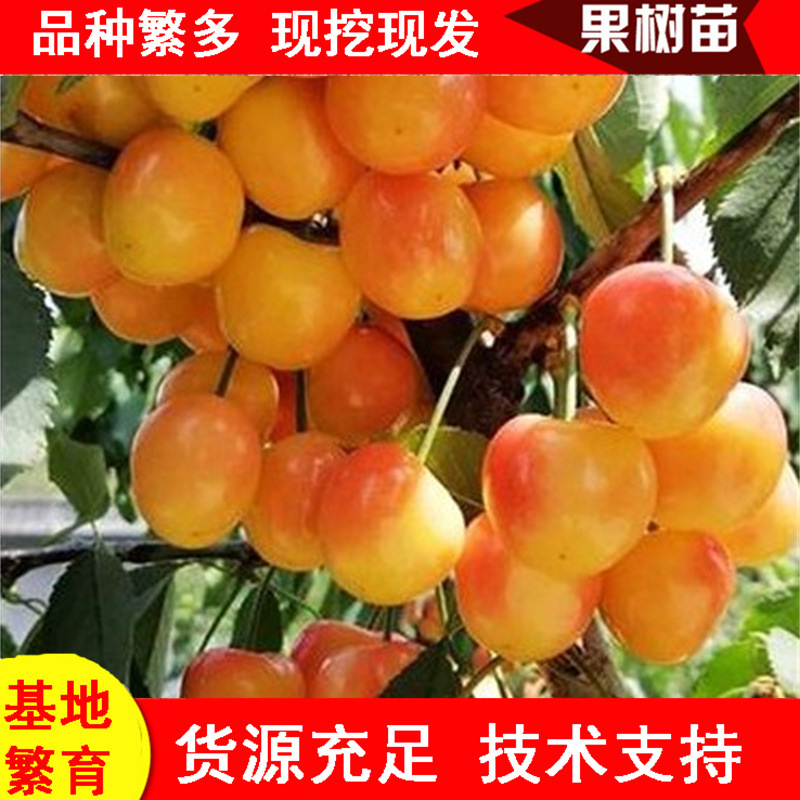 山东大樱桃树苗批发 辉煌1-5 鲁樱5号樱桃树苗 黄蜜甜樱桃苗批发
