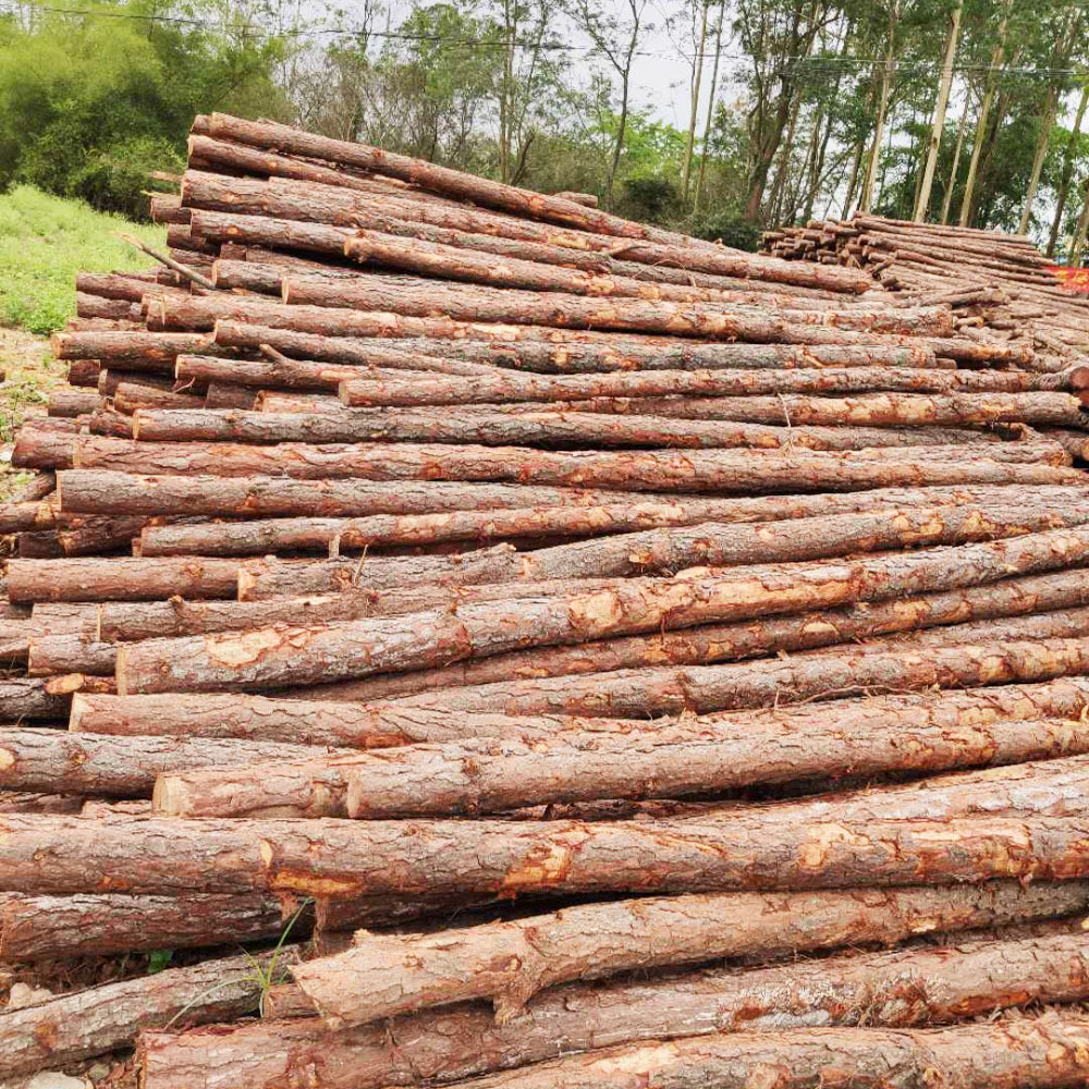 广东松木桩价格6米松木桩尾径610cm河道工程打桩木