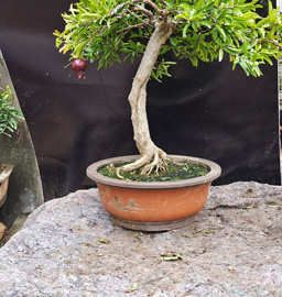 老石榴树盆景-老石榴树盆景批发,促销价格,产地货源 - 阿里巴巴