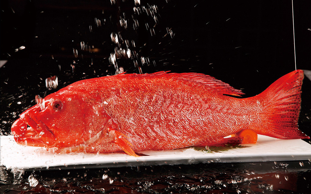 东星斑鲜活石斑鱼生猛海鲜水产深海鱼燕尾斑冷冻批发酒楼商用零售