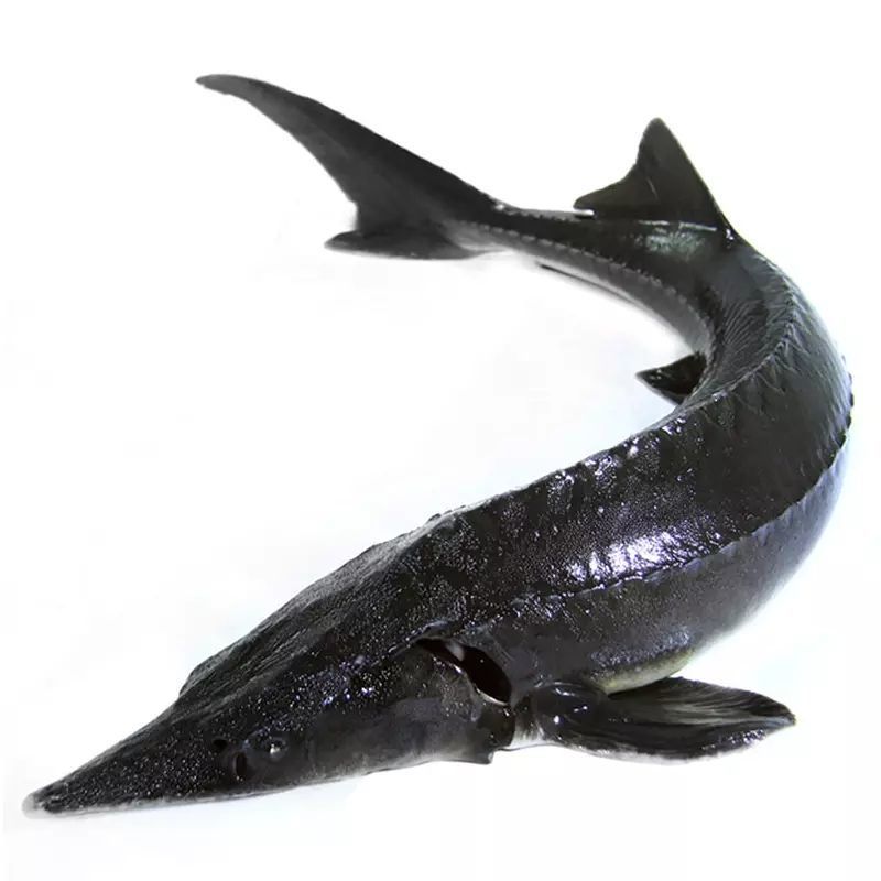 2-10斤鲟鱼鲜活鲟龙鱼生鲜海鲜活体养殖软骨无刺食用火锅食材包邮