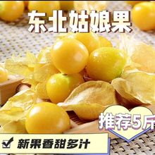 姑娘果现货速发云南新鲜甜菇娘水果灯笼果水果新鲜非东北发货