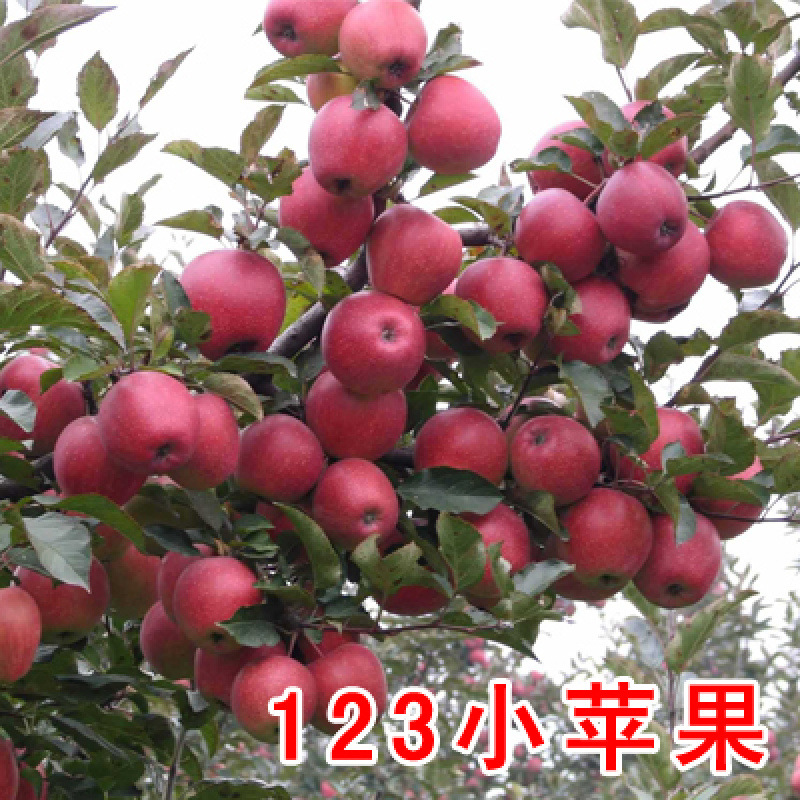 海棠果树沙果树苗大秋果鸡心果小苹果冰糖心龙丰果当年结果嫁接苗