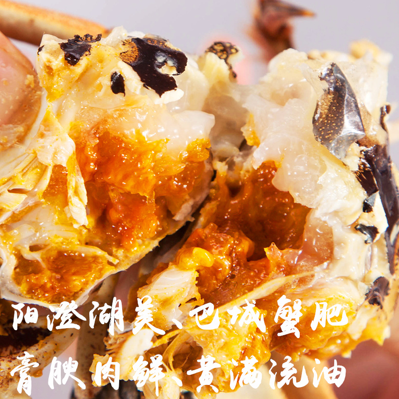 活蟹1只阳澄大闸蟹鲜活螃蟹母蟹2.5-2.