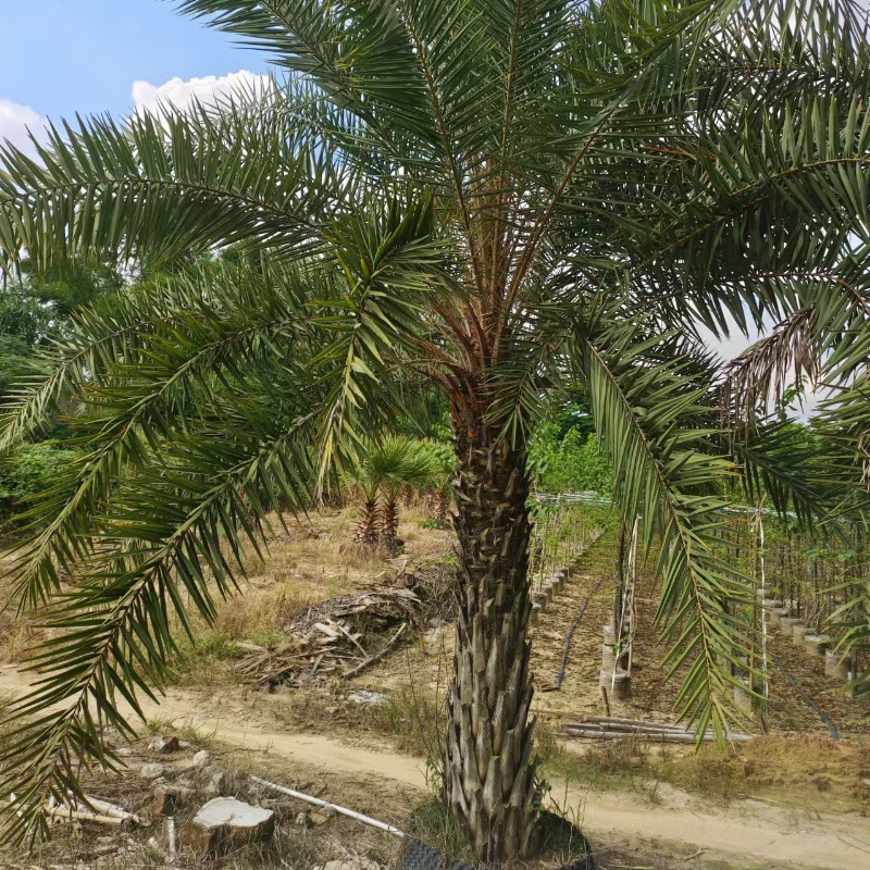 中东海枣树苗银海枣苗热带风情别墅公园耐寒风景树棕榈科植物树苗