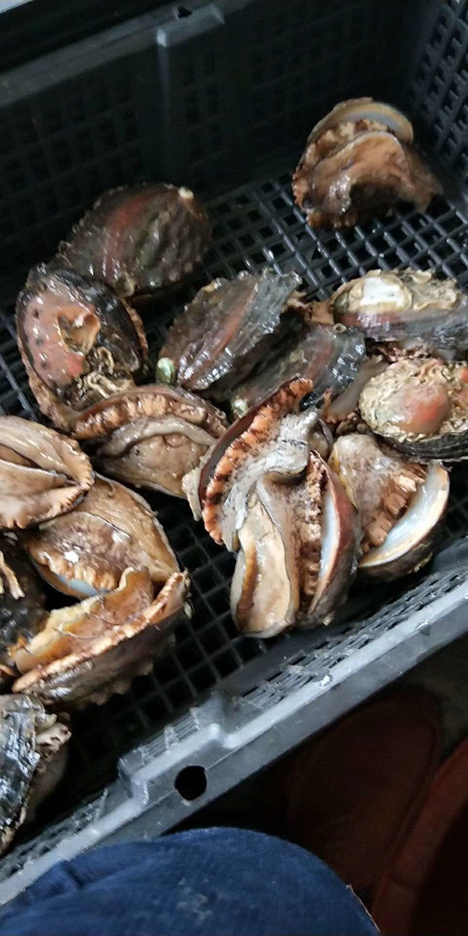 福建鲍鱼活冻鲍鱼 鲍鱼工小鲍鱼鲍1斤装