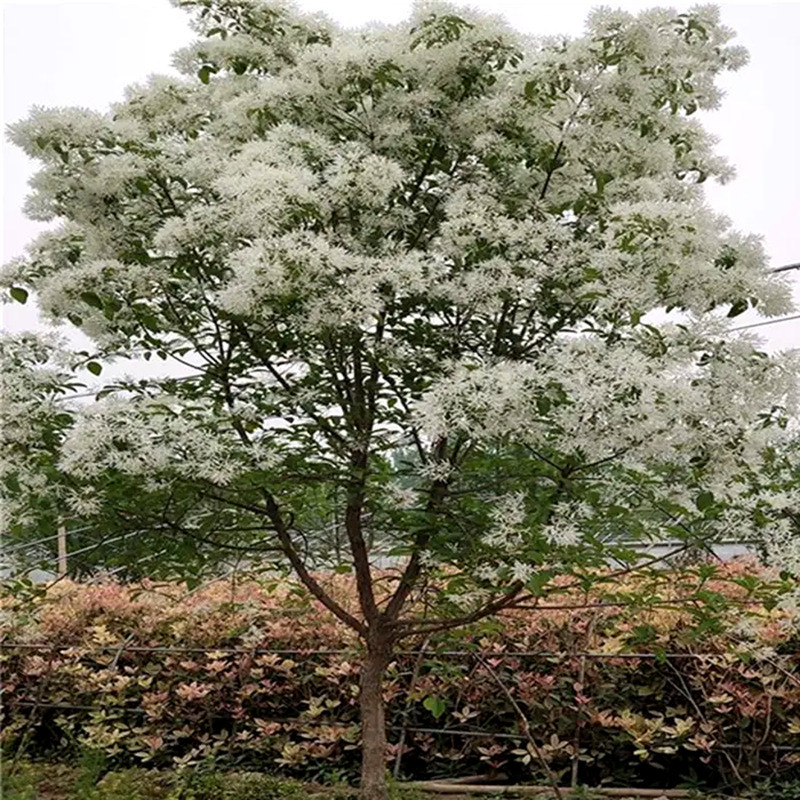 流苏树苗流苏小苗嫁接桂花母本砖木油根子树苗庭院绿化风景树苗木