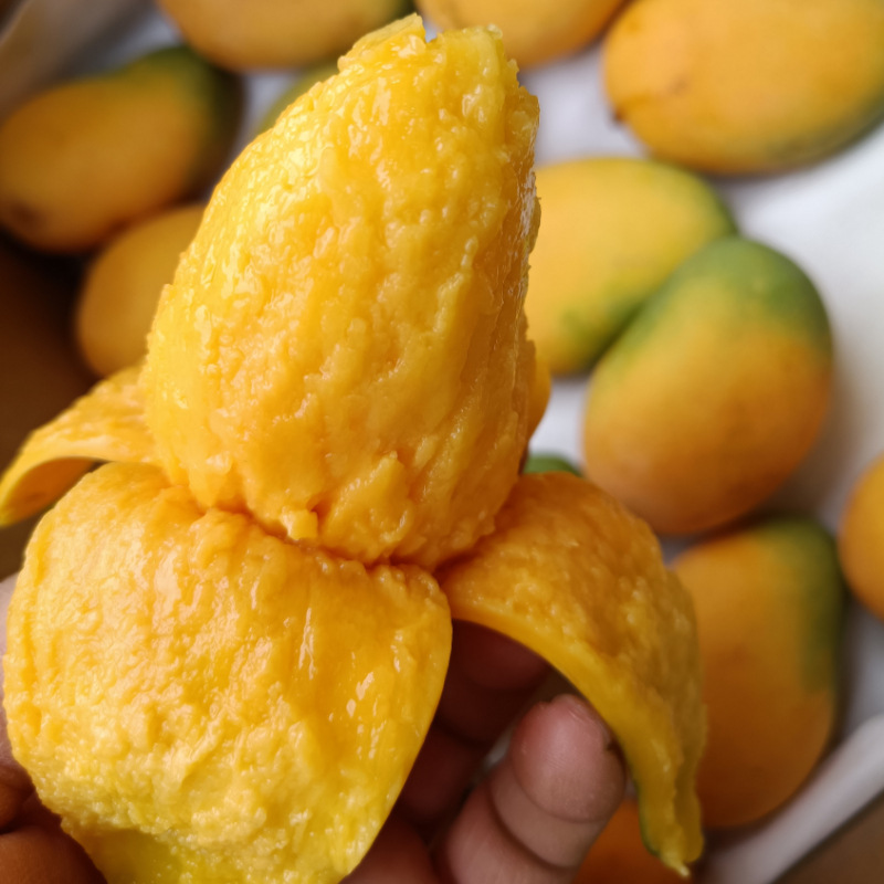 海南小台农芒果新鲜小台芒一件代发10斤整箱批发非金煌贵妃芒
