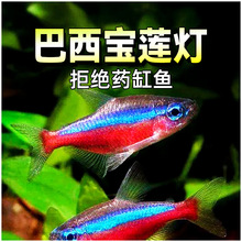 巴西宝莲灯鱼红绿灯科鱼热带淡水观赏小型水草群游斑马孔雀鱼大号