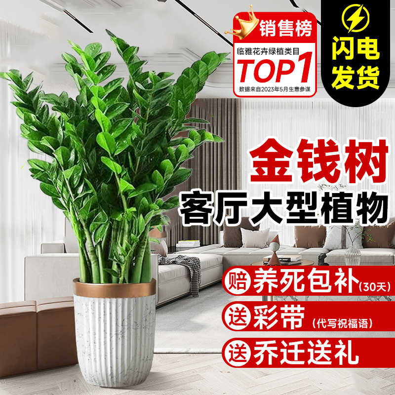 金钱树盆栽客厅大花盆办公室内旺宅大型好养绿植乔迁摇钱串子摆件