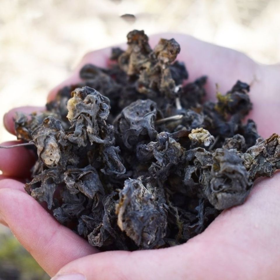 甘肃定西地达菜地皮菜地衣菜干货地软地耳1斤批发水产海鲜餐饮生