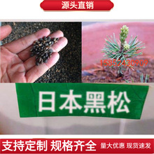 新采一级 黑松种子 日本黑松种子 东北黑松 山东黑松 松树种子