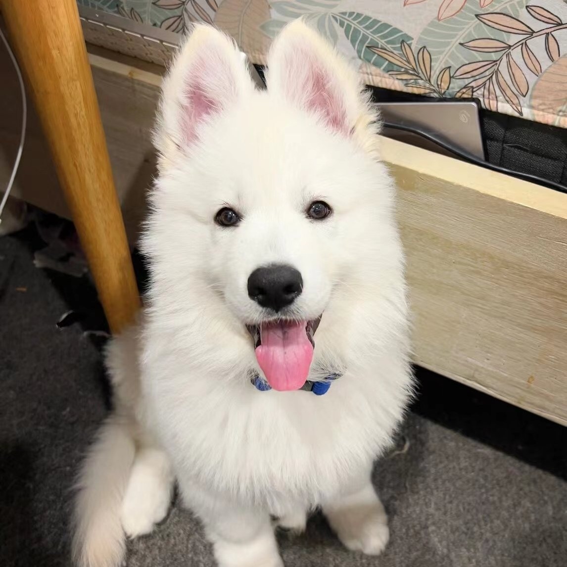 批发纯种瑞士牧羊犬活体幼犬狼狗纯白德国牧羊犬宠物犬宠物狗出售