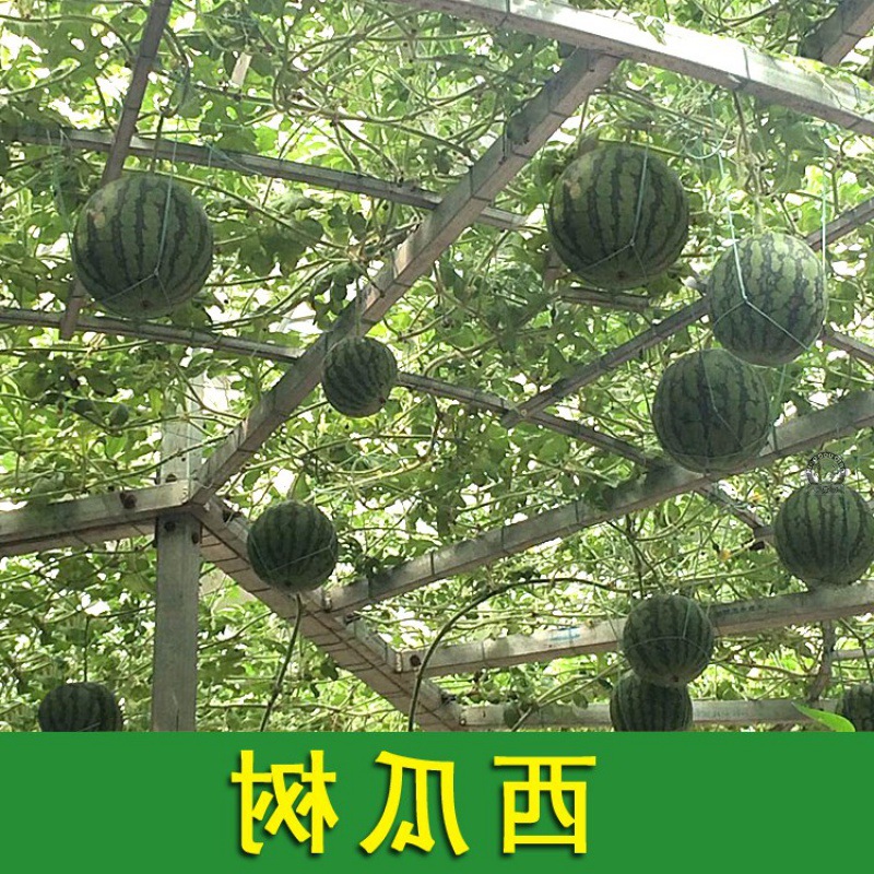 西瓜树苗 西瓜树种籽盆栽树西瓜西瓜种籽四季西瓜树种籽西瓜种孑.