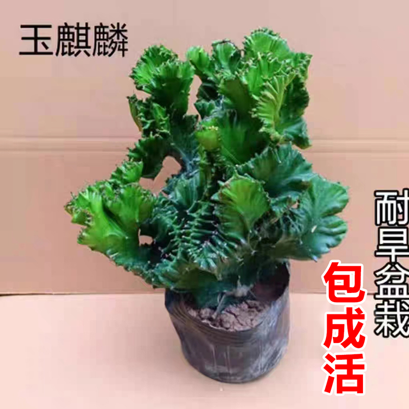 玉麒麟盆栽办公室桌面摆件树盆景彩麒麟龙骨植物室内阳台多肉
