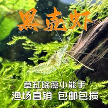 黑壳虾除藻虾观赏清洁虾工具虾草缸鱼缸造景宠物活体饲料包邮