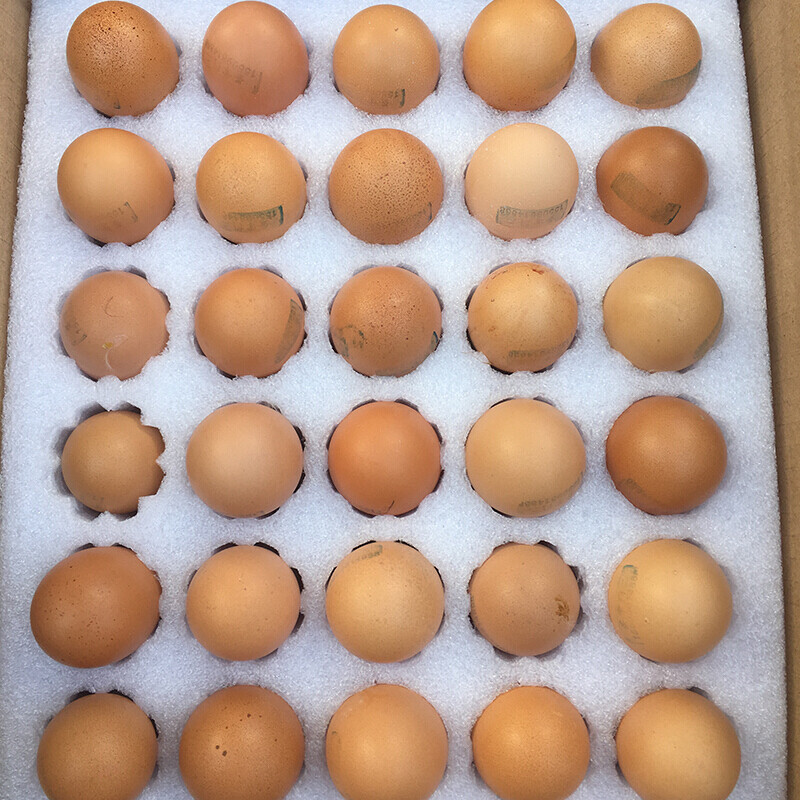 天弗海兰褐壳鸡种蛋伊莎褐蛋鸡种蛋红皮高产散养土鸡种蛋受精蛋可