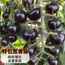 黑珍珠瀑布小番茄种子樱桃西红柿种籽孑千禧水果秧苗四季盆栽蔬菜