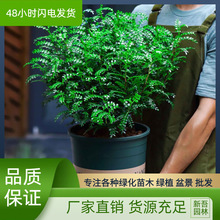 清香胡椒木盆栽防驱蚊草植物好养室内花卉绿植九里香树苗盆景