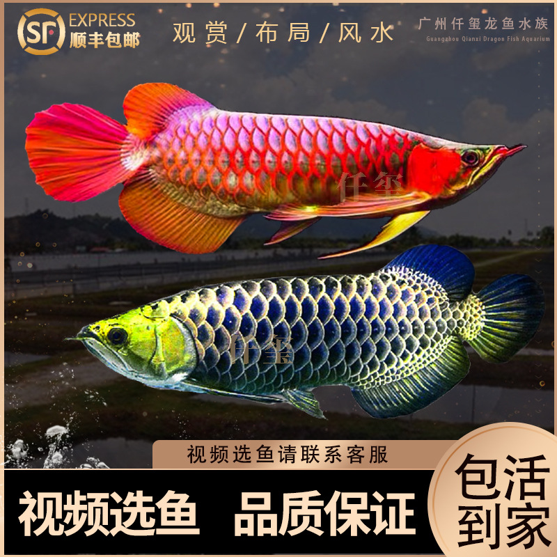 金龙鱼活体印尼辣椒红龙古典蓝底金头过背金龙鱼活鱼苗热带观赏鱼