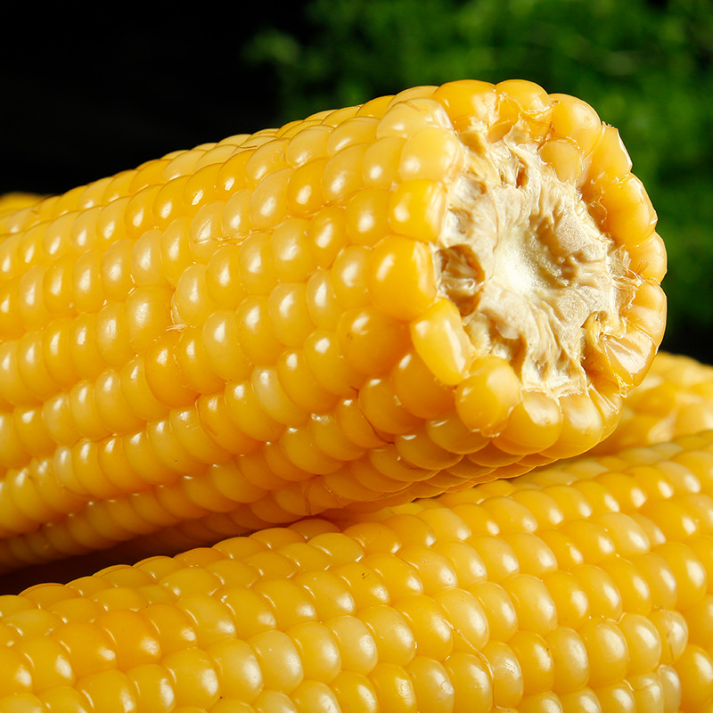 东北黄糯玉米新鲜现摘10棒粘黏甜苞米真空袋装即食减肥餐一件代发