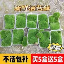 青苔藓鲜活微景观绿植盆景桌面假山造景材料永生白发短绒植物盆栽