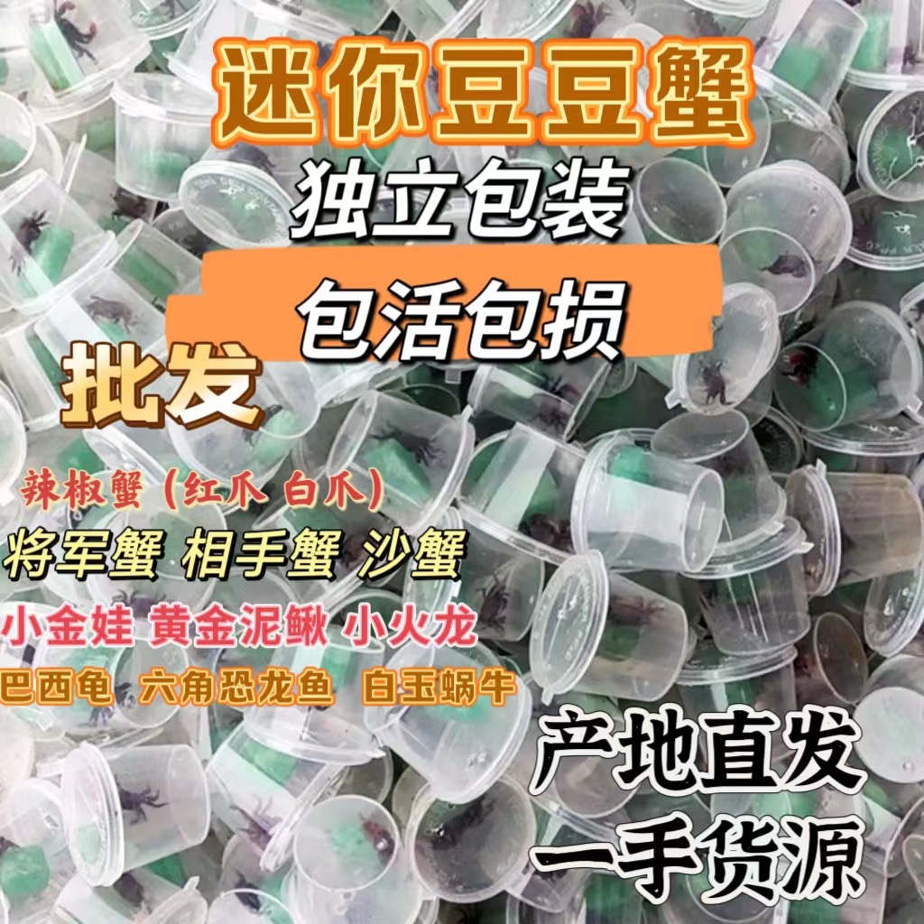 辣椒蟹豆豆蟹批发相手蟹摆摊小螃蟹相守蟹宠物蟹寄居蟹辣椒蟹