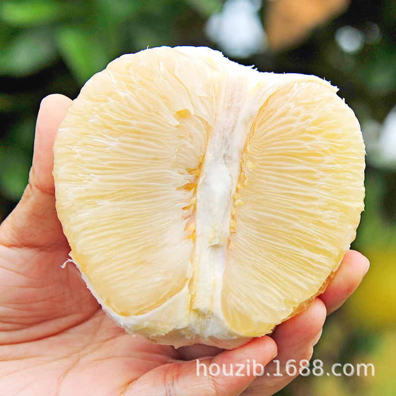 【苹果柚丑柚】柚子当季新鲜苹果柚酸甜多汁应季水果整箱一件代发