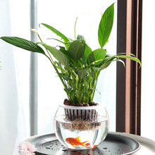 创意水培瓶植物透明玻璃花瓶容器绿萝花盆鱼花共养缸水养摆件器鑫