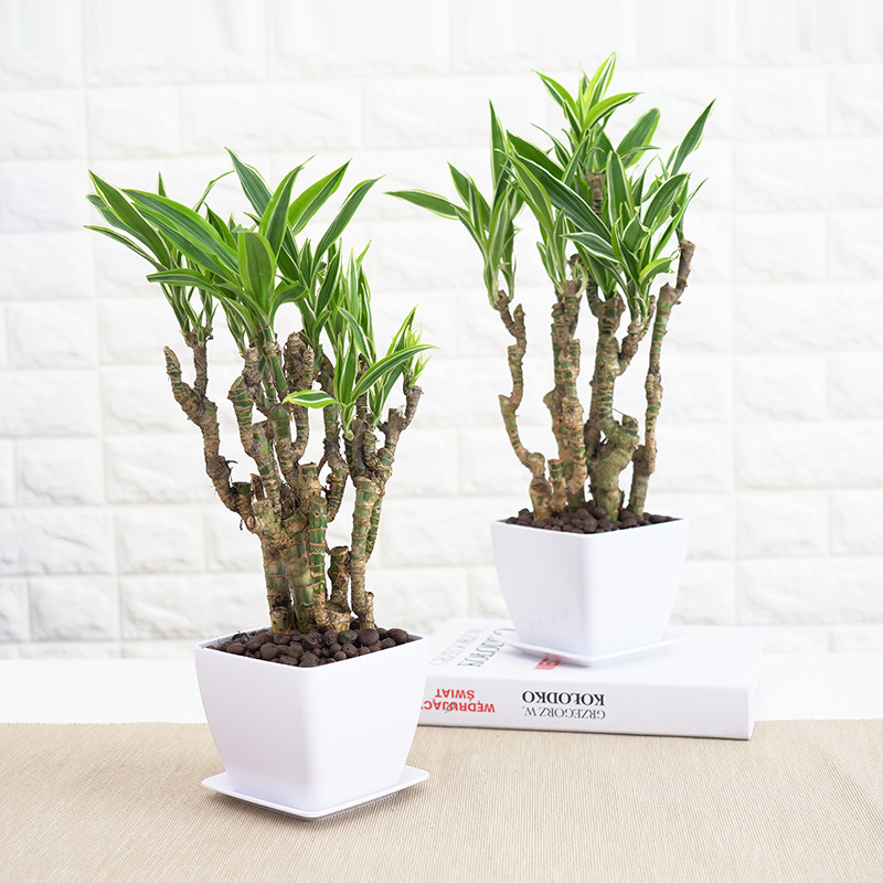 美人桩巴西木巴西铁盆景办公室内净化空气植物造型独特绿植盆栽